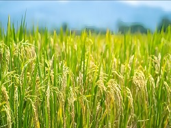 高硒大米，品名 “天香一号